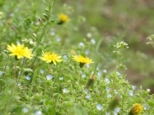 たんぽぽ茶は便秘にも効く！でも即効性はどうなの？