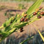 はと麦茶が便秘解消に効果的!でも即効性はどうなの?