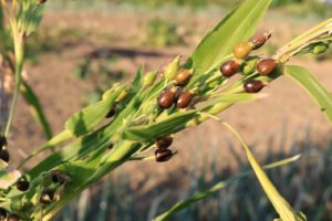 はと麦茶が便秘解消に効果的！でも即効性はどうなの？