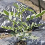 センナ茶が便秘に効く!危険な副作用にも注意!