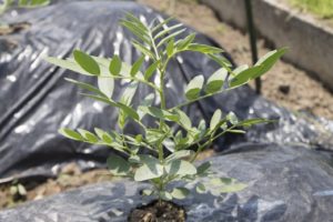 センナ茶が便秘に効く！危険な副作用にも注意！