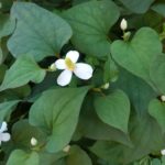 どくだみ茶に便秘解消効果!でも即効性は期待薄かも