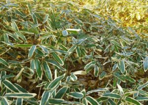 クマ笹茶が便秘に効く！でも即効性は・・・