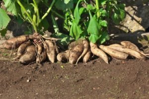 ヤーコン茶が便秘に効く！でも即効性は・・・