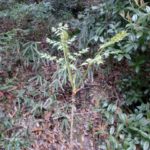 タラノキ(タラの葉)茶に便秘解消効果!でも即効性は・・・