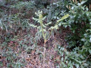 タラノキ（タラの葉）茶に便秘解消効果！でも即効性は・・・