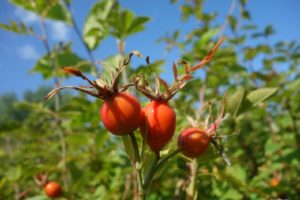 ローズヒップティーが便秘に効く！でも即効性は・・・