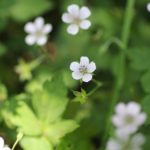 ゲンノショウコ茶が便秘に効く!副作用にも注意!