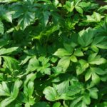 明日葉茶が便秘に効く!でも即効性はどうなの?