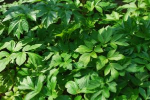 明日葉茶が便秘に効く！でも即効性はどうなの？