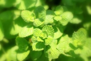 ペパーミントティーはストレス性便秘に効果的！副作用にも注意！