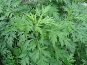 よもぎ茶が便秘に効く！でも即効性は・・・