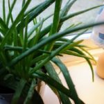 アロエ茶が便秘に効く!でも副作用に注意!