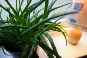 アロエ茶が便秘に効く！でも副作用に注意！　