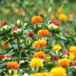 紅花(サフラワー)茶に便秘解消効果!でも即効性は期待薄かも