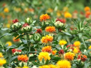 紅花（サフラワー）茶に便秘解消効果！でも即効性は期待薄かも