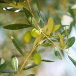 オリーブ茶が便秘に効く!副作用はある?