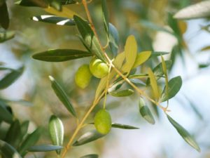 オリーブ茶が便秘に効く！副作用はある？