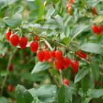 クコ茶に便秘解消効果!副作用はある?