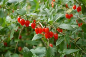 クコ茶に便秘解消効果！副作用はある？