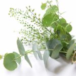 ユーカリ茶が便秘に効く!副作用にも注意!