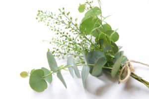 ユーカリ茶が便秘に効く！副作用にも注意！