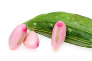 なた豆茶に便秘解消効果！選び方を解説！