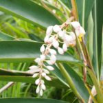 月桃茶に便秘解消効果!副作用はある?