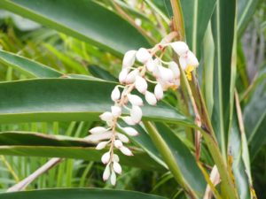 月桃茶に便秘解消効果！副作用はある？