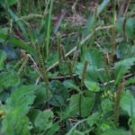 オオバコ茶に便秘解消効果!副作用にも注意!