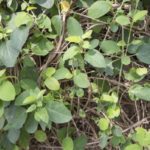 ギムネマ茶に便秘解消効果!副作用にも注意!